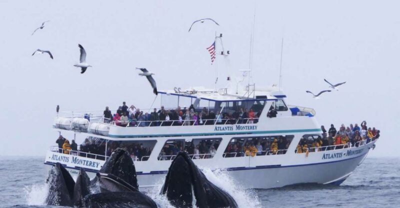 Monterey: Whale Watching Tour with A Marine Guide - The Authenticity and Value of the Experience
