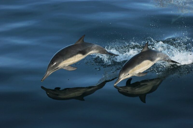 Monterey: Whale Watching Tour with A Marine Guide - Who Will Appreciate This Tour?