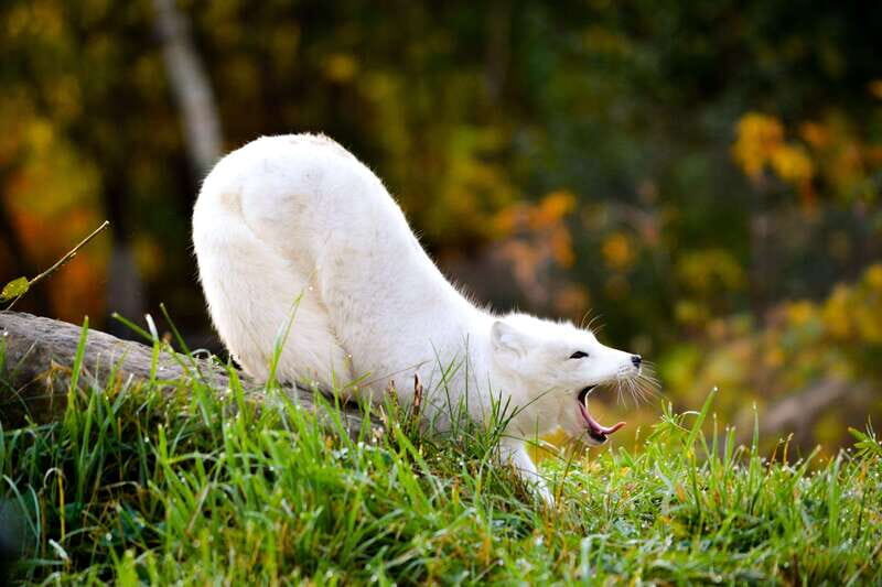 Montreal: Ecomuseum Zoo Entry Ticket - FAQ
