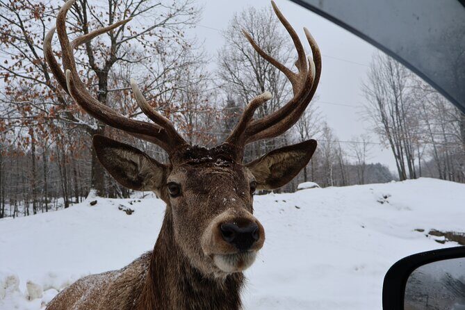 Montreal: Omega Park Canadian Wildlife Safari Adventure - Key Points
