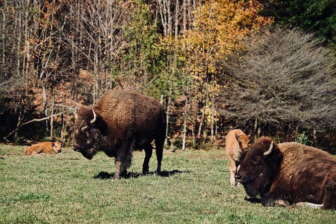 Montreal: Omega Park Canadian Wildlife Safari Adventure - Introduction: An Authentic Wildlife Experience Near Montreal