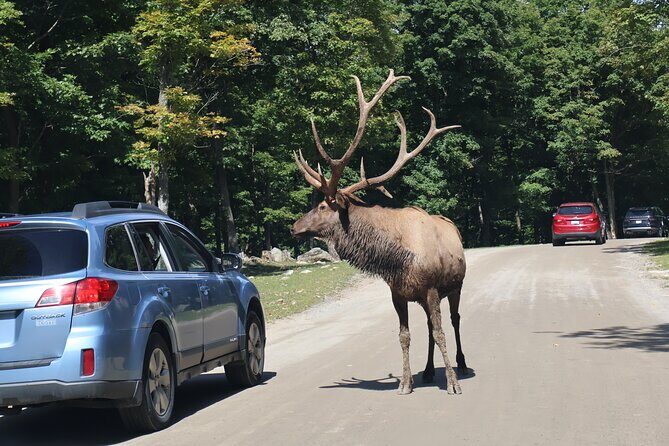 Montreal: Omega Park Canadian Wildlife Safari Adventure - The Experience on the Ground