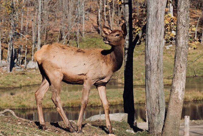 Montreal: Omega Park Canadian Wildlife Safari Adventure - Who Will Love This Tour?
