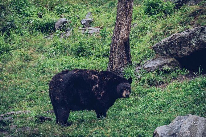 Montreal: Omega Park Canadian Wildlife Safari Adventure - The Sum Up: Who Is It Best For?