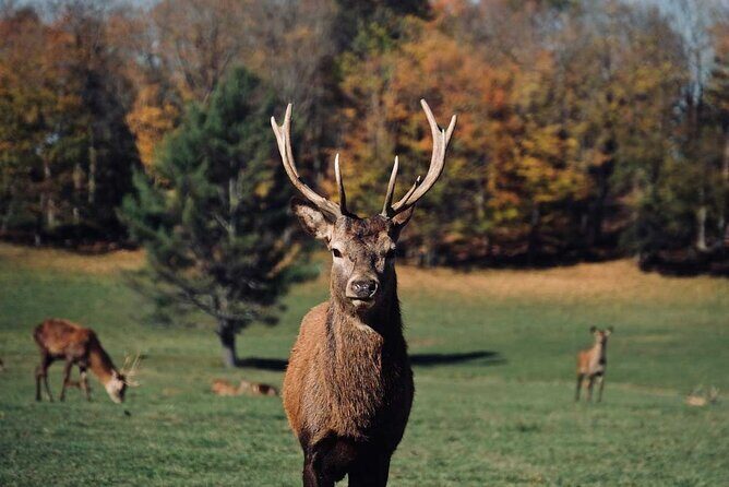 Montreal: Omega Park Canadian Wildlife Safari Adventure - FAQ