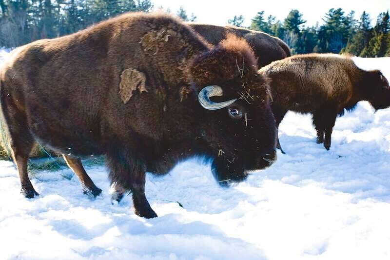 Montreal: Private Day Tour to Parc Omega & Montebello Lodge - An Authentic Canadian Wilderness and Heritage Mix