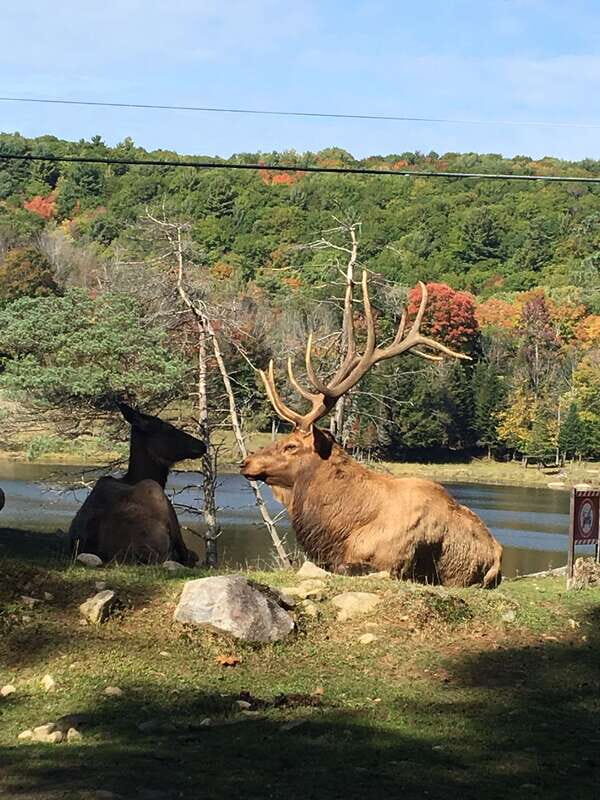 Montreal: Private Day Tour to Parc Omega & Montebello Lodge - The Montebello Lodge: A Historic Log Cabin