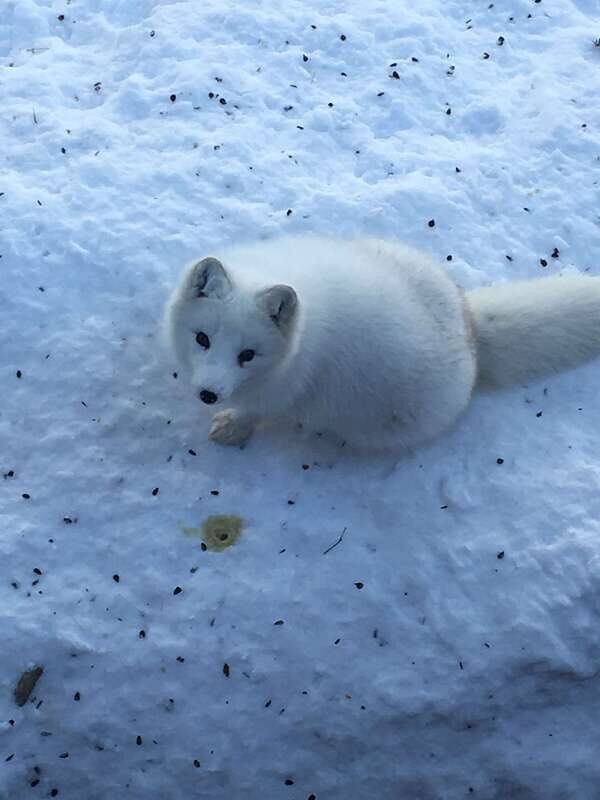 Montreal: Private Day Tour to Parc Omega & Montebello Lodge - Practical Details: Comfort, Cost, and Timing