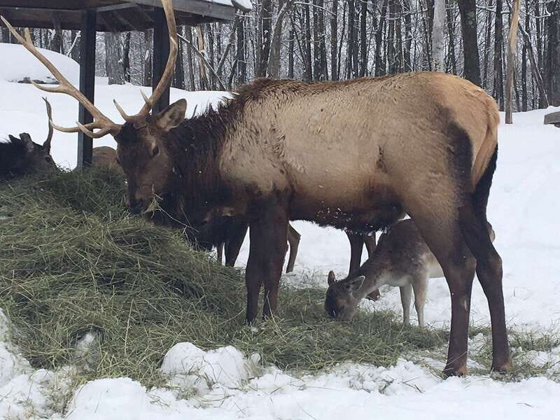 Montreal: Private Day Tour to Parc Omega & Montebello Lodge - Why This Tour Works for Different Travelers