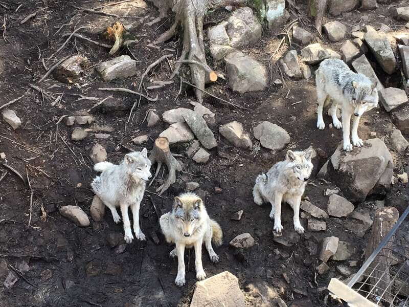 Montreal: Private Day Tour to Parc Omega & Montebello Lodge - Final Thoughts: Is It Worth It?