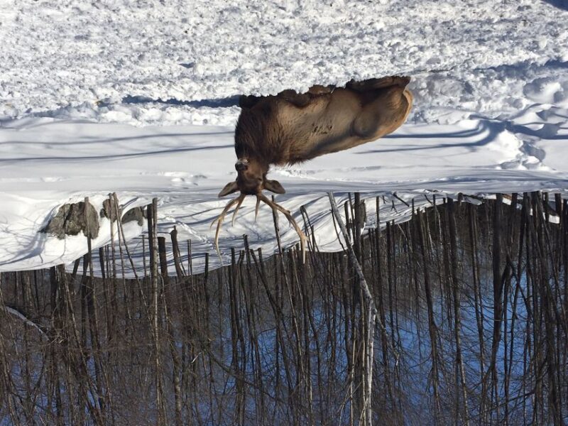 Montreal: Private Day Tour to Parc Omega & Montebello Lodge - FAQ