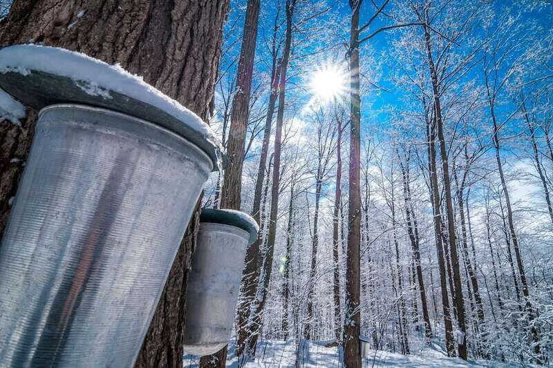 Montreal: Sugar Shack Maple Syrup Day Trip with Lunch - Key Points