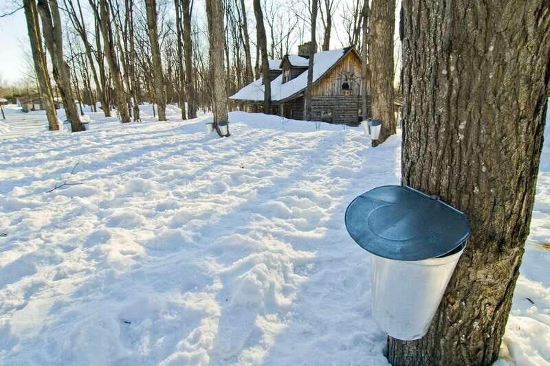 Montreal: Sugar Shack Maple Syrup Day Trip with Lunch - Detailed Review of the Tour Experience