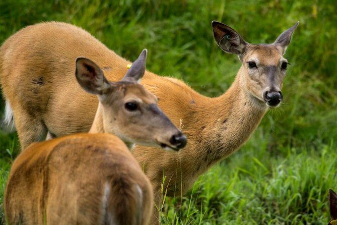 Montreal ZOO, private half day tour - An Authentic Wildlife Encounter in Montreal