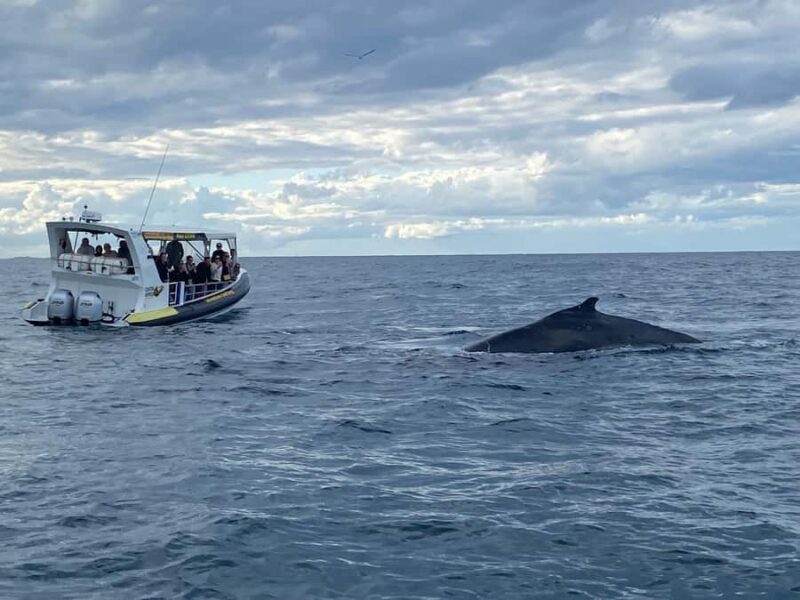 Mooloolaba: 2-Hour Whale Watching Adventure - Frequently Asked Questions
