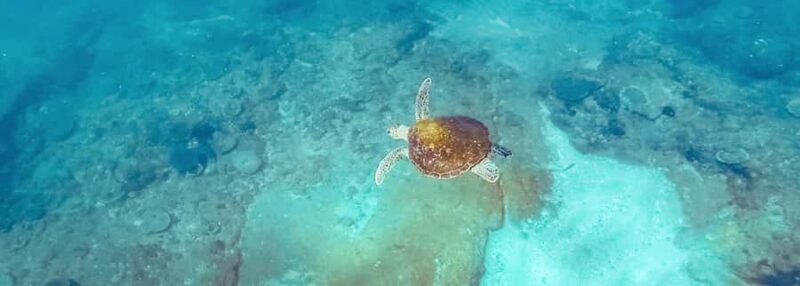 Mooloolaba: Snorkel with Turtles Mudjimba Island - Authentic Experiences and Real Opinions from Travelers