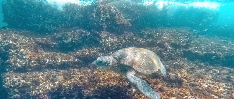 Mooloolaba: Snorkel with Turtles Mudjimba Island - Final Thoughts: Whos This Tour For?