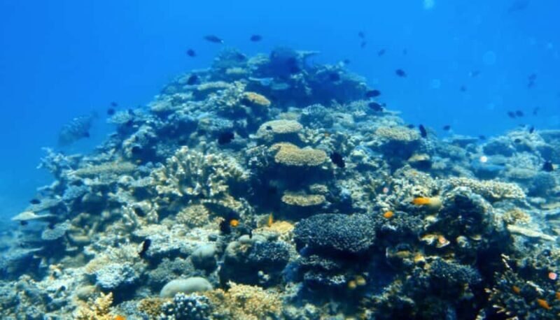 Mooloolaba: Snorkel with Turtles Mudjimba Island - Summary