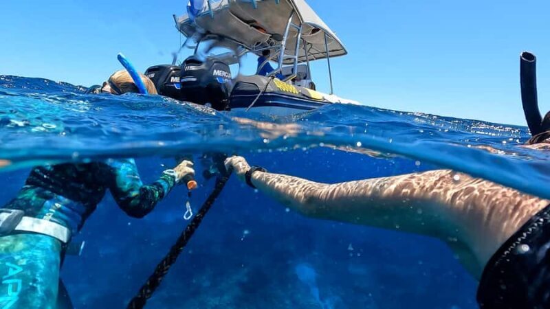 Mooloolaba: Turtle Snorkel & Swim at Mudjimba Island - Key Points