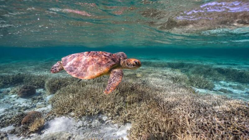 Mooloolaba: Turtle Snorkel & Swim at Mudjimba Island - The Guides and Atmosphere