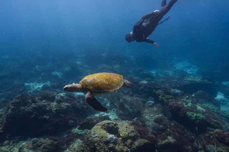 Mooloolaba: Turtle Snorkel & Swim at Mudjimba Island - Why This Tour Stands Out