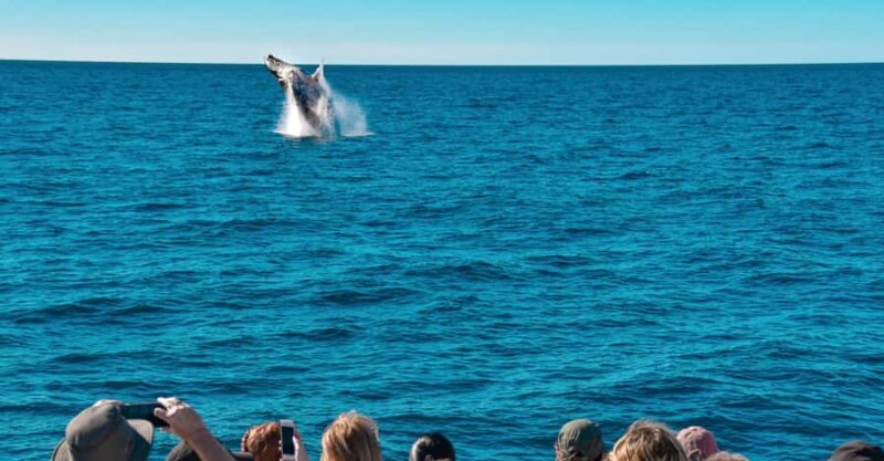 Mooloolaba: Whale Watching Cruise - Key Points
