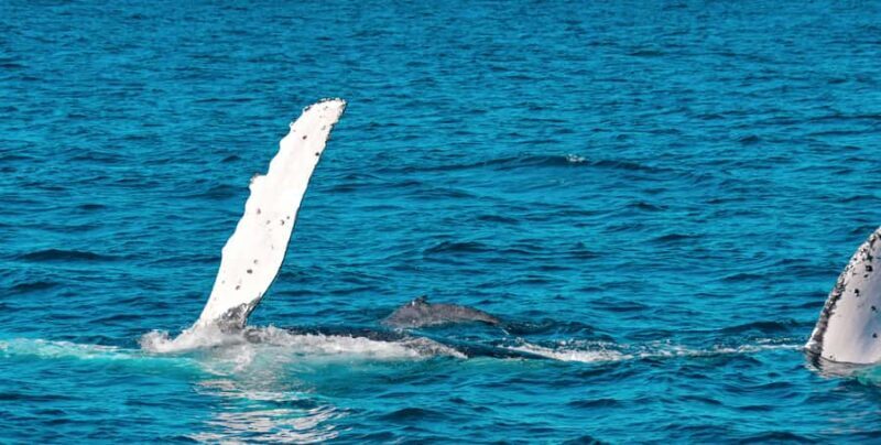 Mooloolaba: Whale Watching Cruise - The Itinerary: What to Expect
