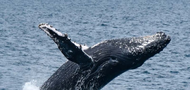 Mooloolaba: Whale Watching Cruise - What Travelers Are Saying