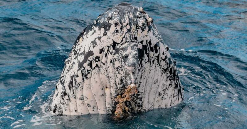 Mooloolaba: Whale Watching Cruise - Why This Tour Is Worth Considering