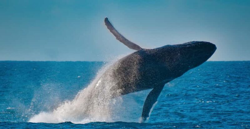 Mooloolaba: Whale Watching Cruise - The Sum Up