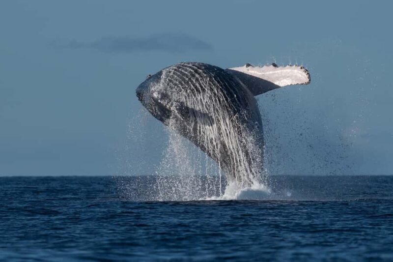Mooloolaba: Whale Watching Cruise - Key Points