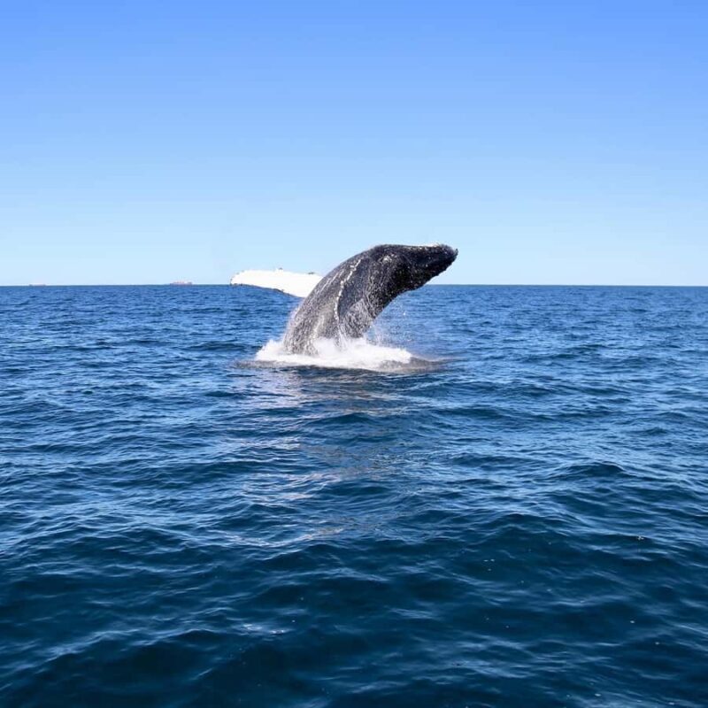 Mooloolaba: Whale Watching Cruise - Final Thoughts