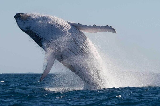 Mooloolaba Whale Watching Small Group Tour - Who Will Love This Tour?