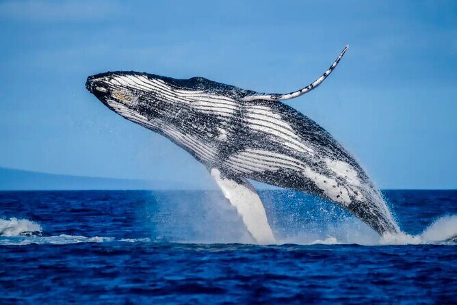Mooloolaba Whale Watching Small Group Tour - FAQ