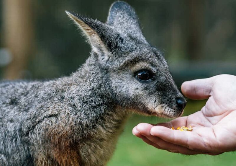 Moonlit Sanctuary Conservation Park Entry Ticket - Introduction: The Allure of Moonlit Sanctuary