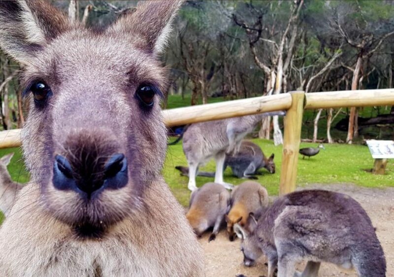 Moonlit Sanctuary Conservation Park Entry Ticket - The Practical Side: Costs, Timing, and Accessibility