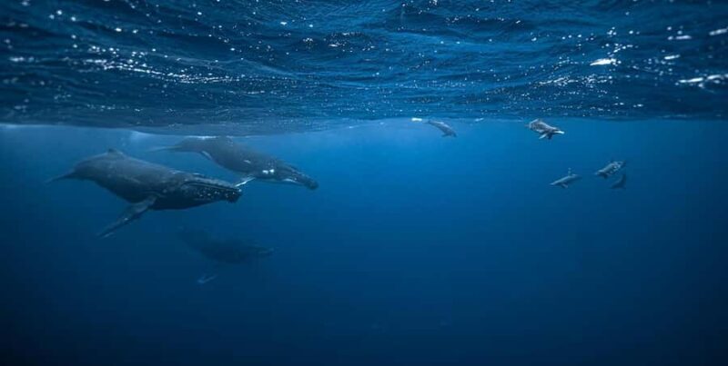 Moorea 4H Shared Boat Tour Whale Swimming and Snorkeling - An In-Depth Review of the Moorea Marine Tour