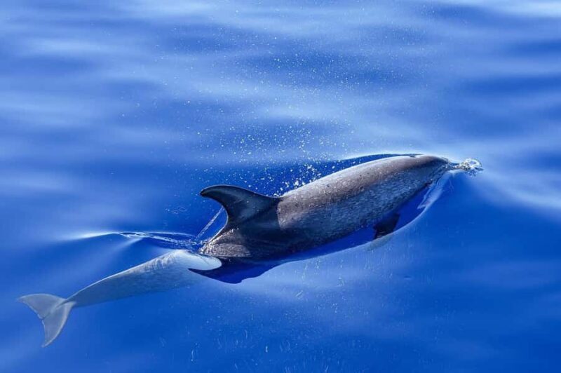 MOOREA 6H PRIVATE BOAT TOURS SNORKELING & LUNCH - The Boat and Onboard Comfort