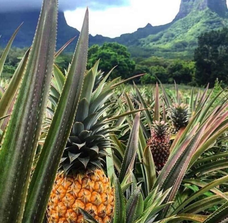 Moorea Cruise Ships 4x4, Belvedere Magic mount PRIVATE Tours - Who Will Love This Tour?