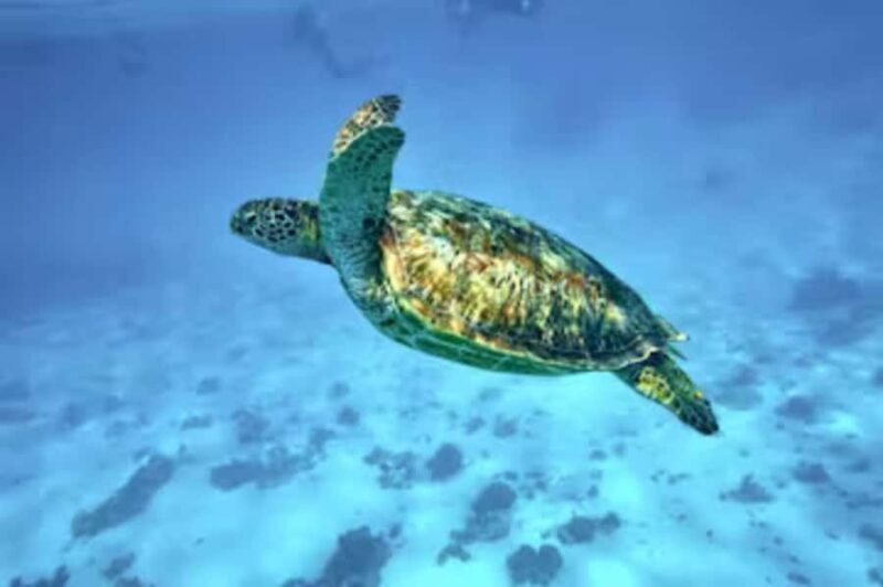 Moorea: Glass Bottom Boat Adventure with Lagoon Wonders - Key Points