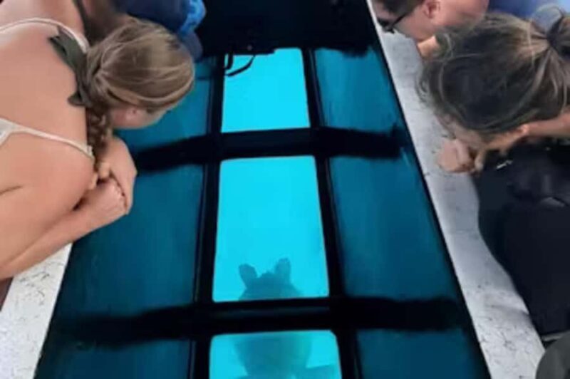 Moorea: Glass Bottom Boat Adventure with Lagoon Wonders - Authenticity and Authentic Experiences