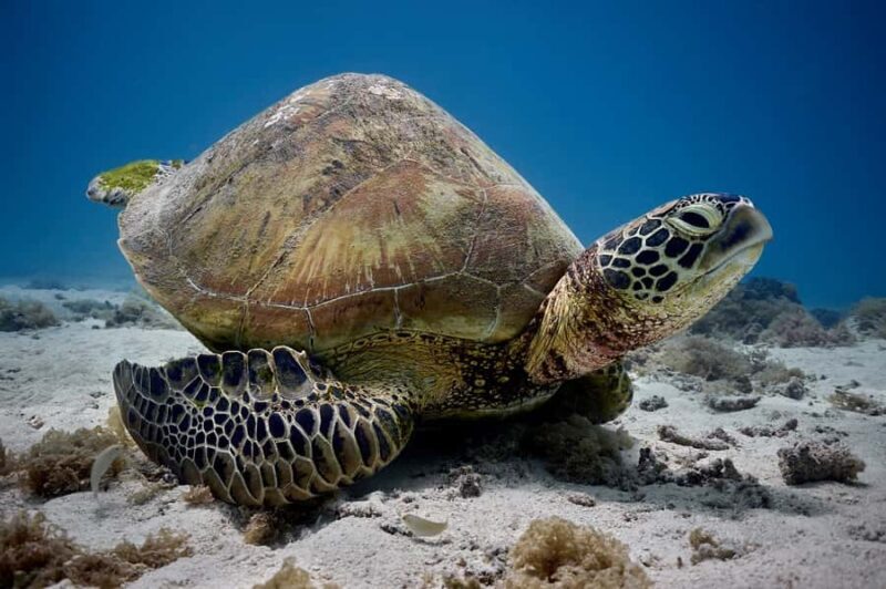 Moorea: Hauru Lagoon 3-hour Guided Kayak Tour with Snack - The Sum Up