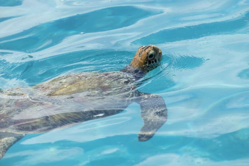 Moorea Highligts: Blue Lagoon Shore Attractions and Lookouts - Discovering the Natural Beauty of Moorea