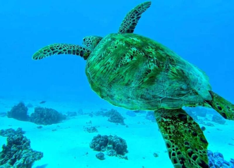 Moorea: Lagoon and Reef Snorkeling Tour with Drinks - Key Points