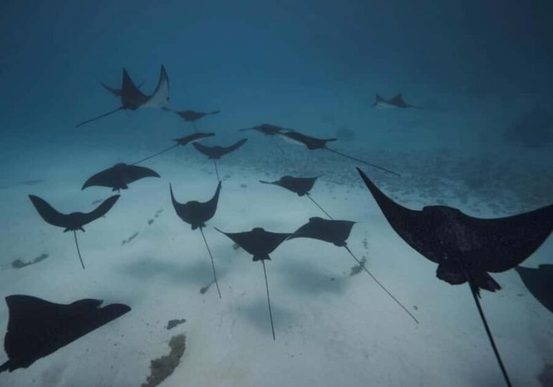 Moorea: Lagoon and Reef Snorkeling Tour with Drinks - Authentic Experiences and Unforgettable Moments