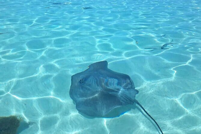 Moorea Lagoon Cruise 3 hours Snorkeling Tour - Who Will Love This Tour?