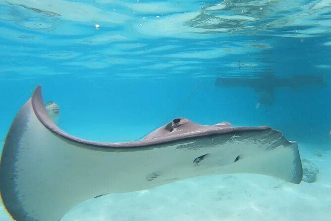 Moorea Lagoon Cruise 3 hours Snorkeling Tour - FAQ