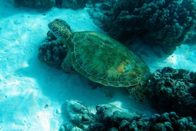 Moorea Lagoon Tour by Transparent Kayak - The Experience: What to Expect on the Moorea Lagoon Tour