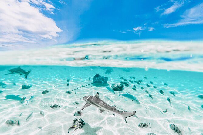 Moorea: Private 4-Hour High-End Boat Excursion - The Sum Up