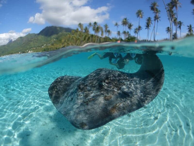 Moorea: Sea Scooter Snorkeling Tour - An In-Depth Look at the Moorea Sea Scooter Snorkeling Experience